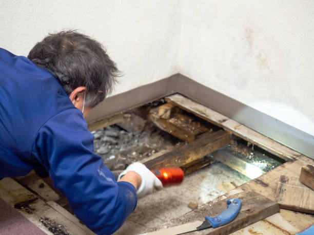 Best Commercial Mold Removal  in Buckeye Lake, OH