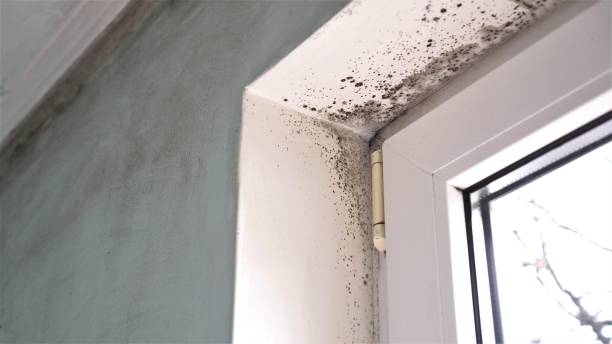 Best Black Mold Removal  in Buckeye Lake, OH