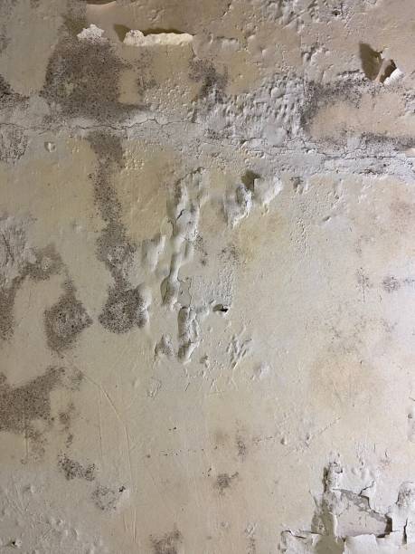Best Best Mold Removal Companies  in Buckeye Lake, OH