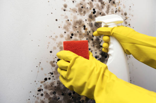 Best Professional Mold Removal  in Buckeye Lake, OH