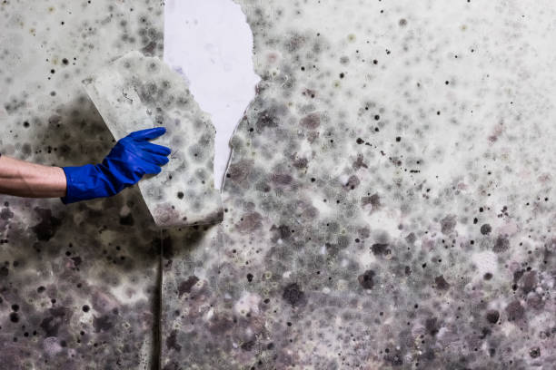 Certified Mold Removal in Buckeye Lake, OH