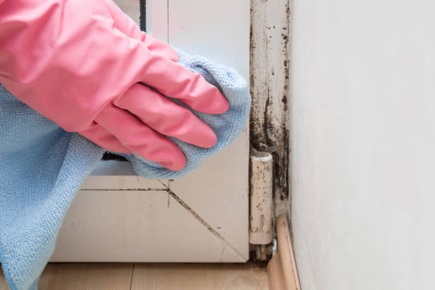 Best Mold Remediation  in Buckeye Lake, OH