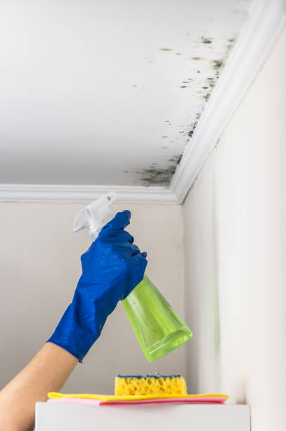 Best Toxic Mold Removal  in Buckeye Lake, OH